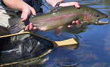 View of a 22 inch Rainbow Trout