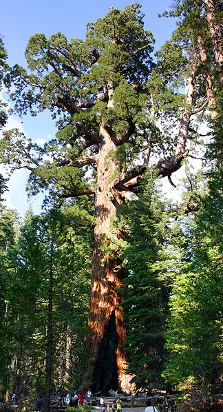 View of a giant Sequoia and visitors