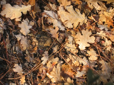 Autumn leaves with frost