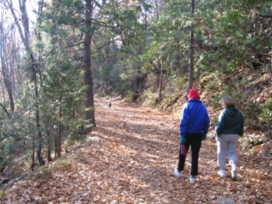 An autumn walk through the forest