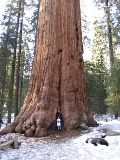View of a giant Sequoia and visitors