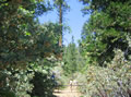 Hiking trail located behind the house
