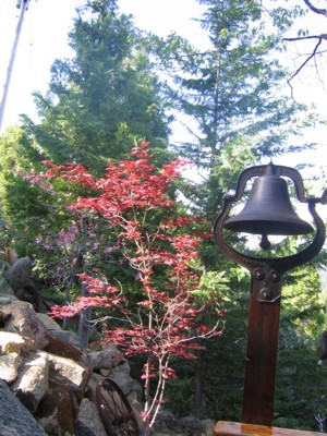 Colorful trees near kitchen