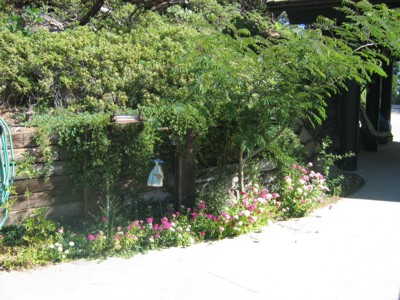 Spring flowers along driveway